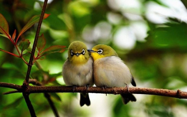 Imagenes De Aves Romanticas De Amor 