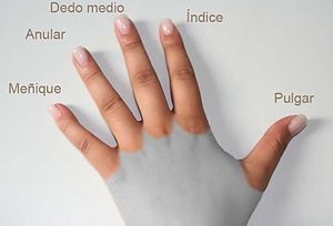 300px-Dedos_de_la_mano