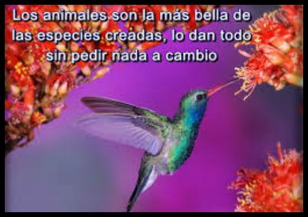 Imagenes De Picaflor Con Frases De Amor 