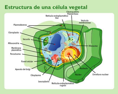 Celula vegetal - estructura _