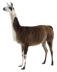 Imaganes De Llama Peruana PNG 