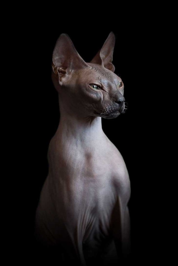 Imagenes de Gatos sin pelo 1