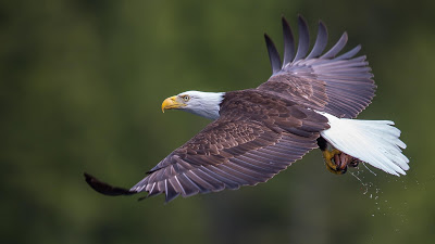 Sobredosis De Imágenes Bonitas Para Tu Pupila (14 Fotos Gratis) 