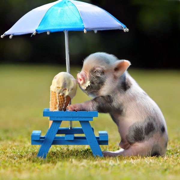 Animales Bebes Que Te Harán Morir De Ternura 