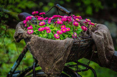 canasta-con-flores-sobre-una-bicicleta-cycle-color-flowers-