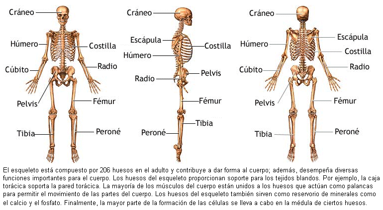 Sistema oseo – Esqueleto 