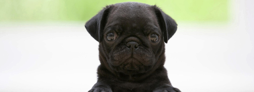 Yes Mam Facebook Cover 