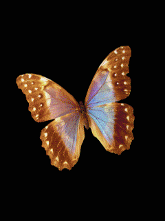 mariposas gif (4)