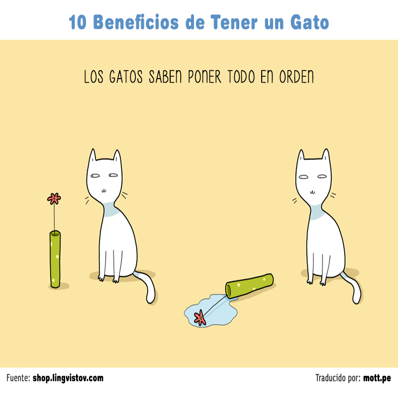 gato 002