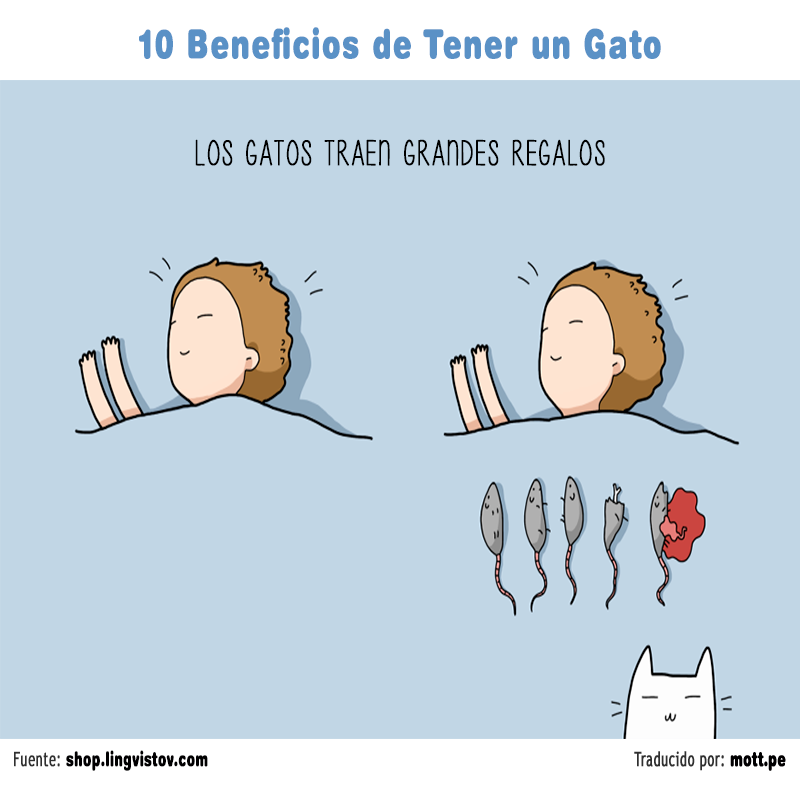 gato 009