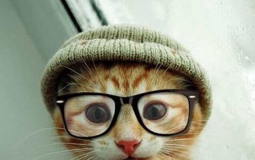 gato-hipster