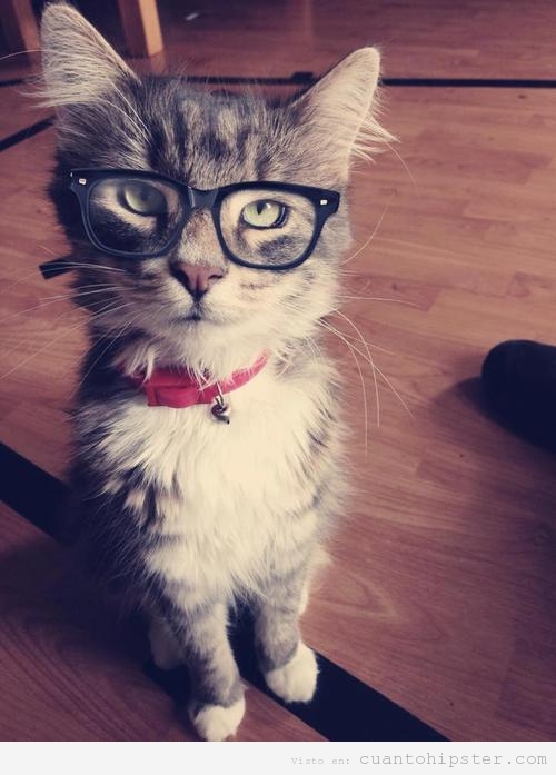 tumblr_static_gato-hipster-cat-gafas-pasta