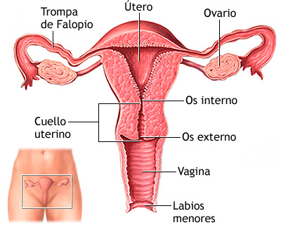 El-Sistema-Reproductor-Femenino