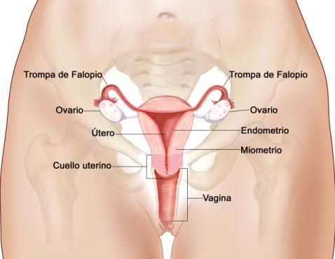 Sistema Reproductor Femenino y partes Aparato de frente 1