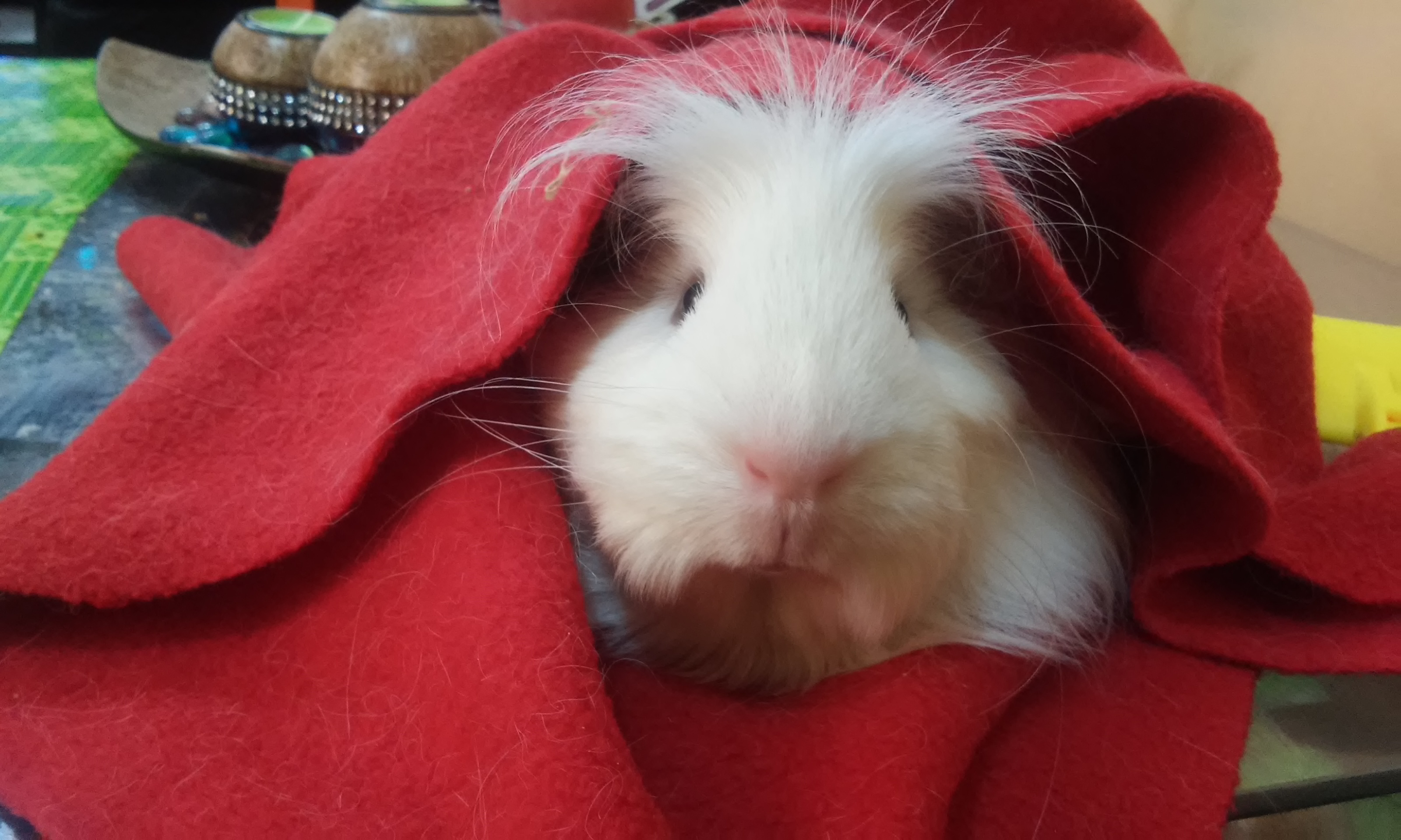 Como alimentar adecuadamente a una cobaya o cuy 