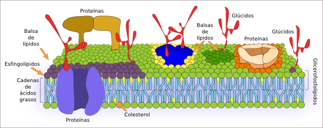 membrana-celular-y-sus-partes-y-funciones-0