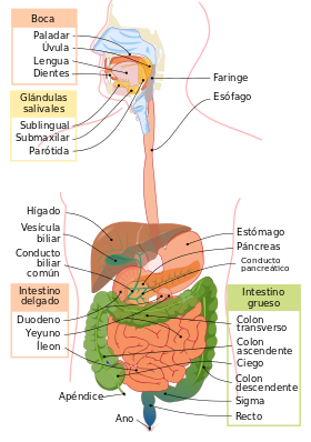 Digestive_system_diagram_es.svg