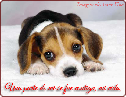 frase-te-extrano-perrito