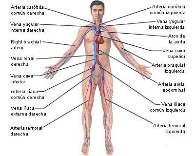 sistema-circulatorio1