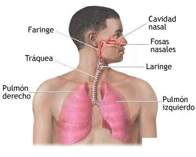 vc3adas-respiratorias