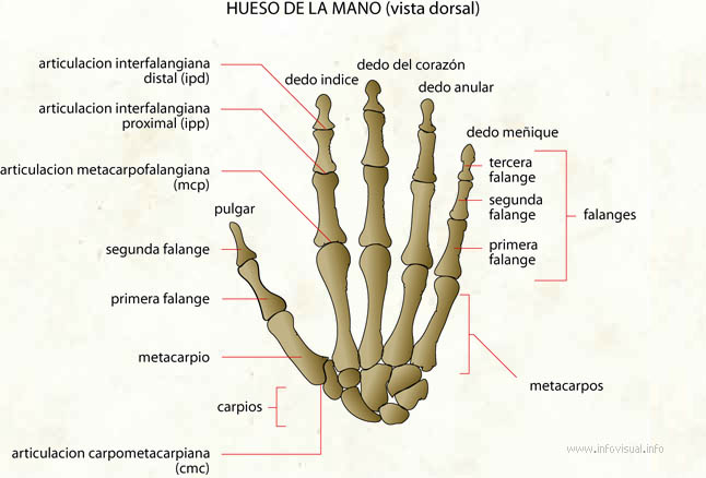 The InfoVisual.info site uses images to explain objects.