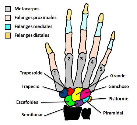 Huesos de la mano