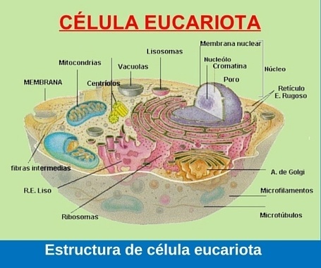 Estructura-de-célula-eucariota