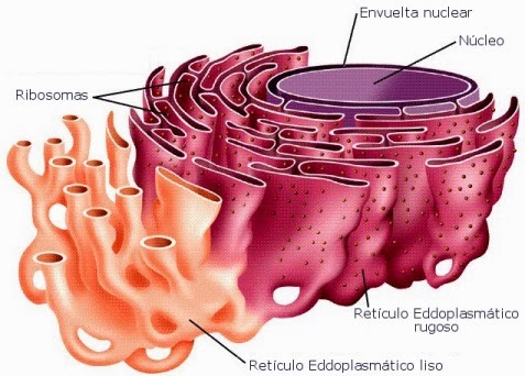 Reticulo endoplasmatico