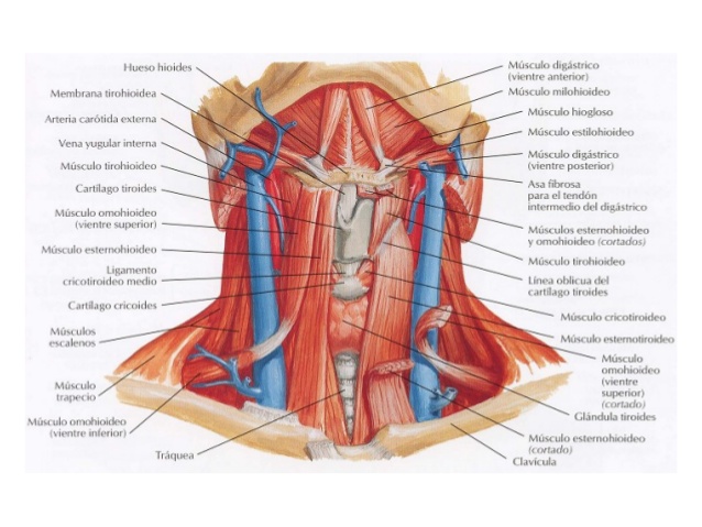 musculos-de-cuello1