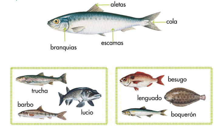 peces1