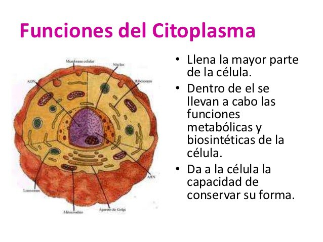 citoplasmafunciones3