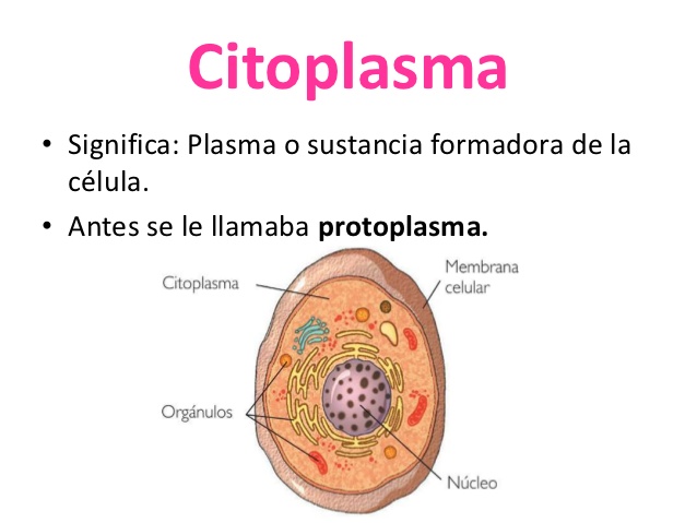 citoplasmafunciones3
