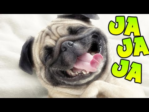 Videos de risa para niños