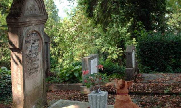 Sueños de un perro arrepentido