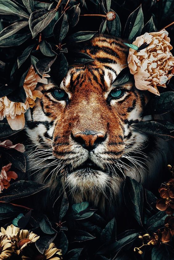 Imagenes de tigres