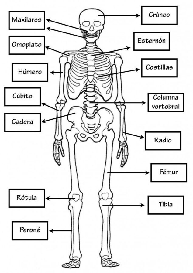 Esqueleto Humano Y Sus Nombres