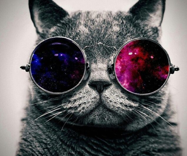 Gatitos con lentes 