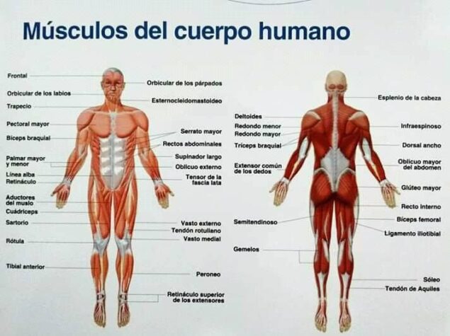 Músculos del cuerpo humano 