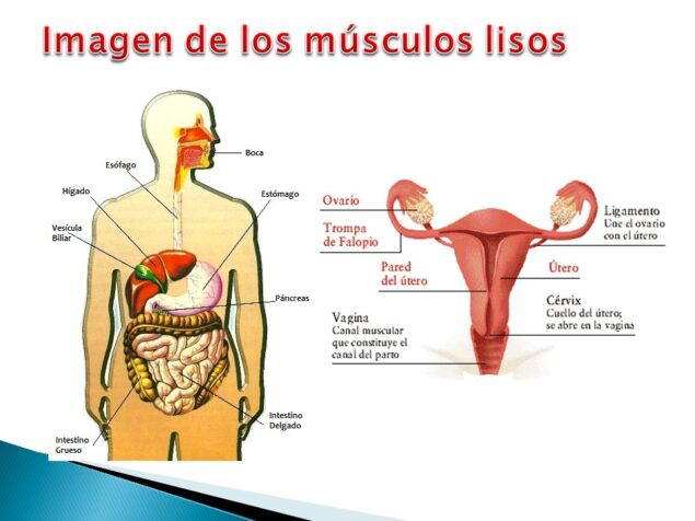 Músculo liso del cuerpo humano 