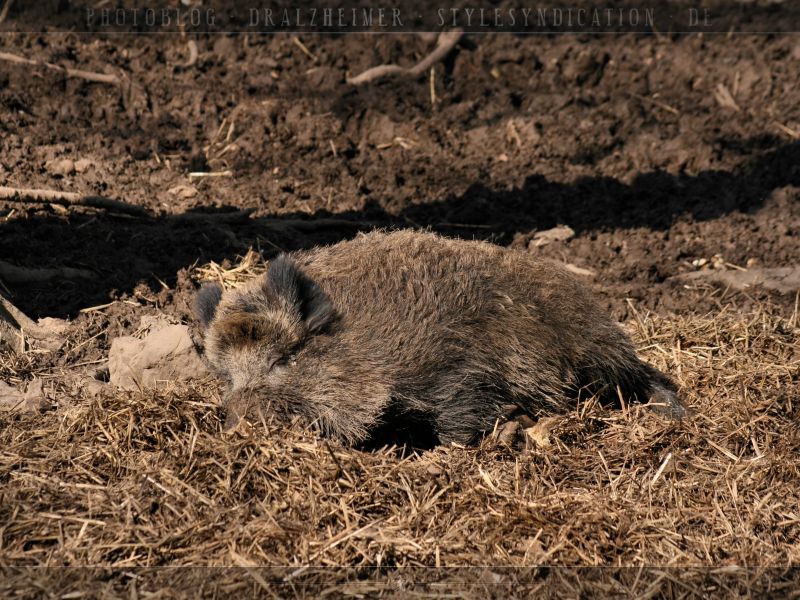 Fondo Wild pig en Fondos de Pantalla 