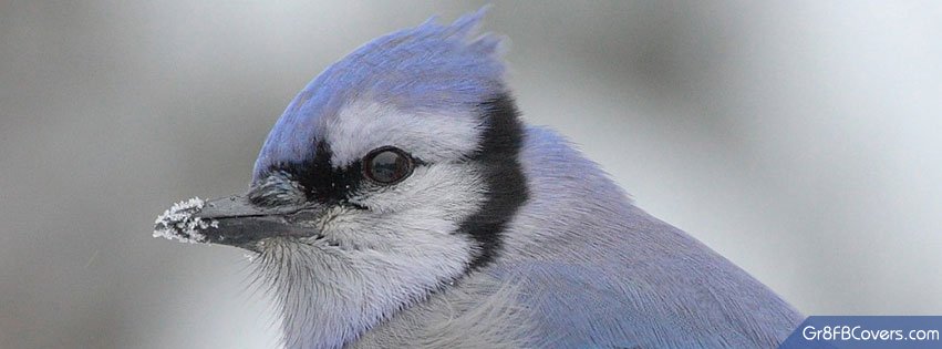 Cyanocitta Cristata Bird Cover Facebook Cover 