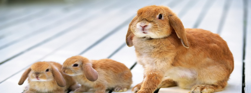 Easter Bunnies Rabbits Facebook Cover 