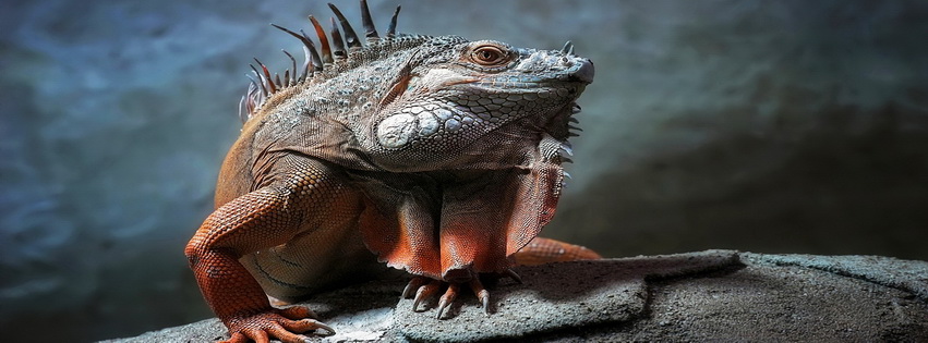 Lizard Facebook Cover 