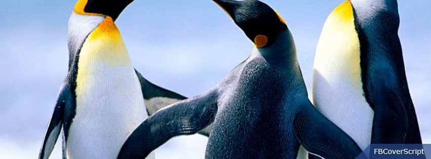 Penguins Facebook Cover 