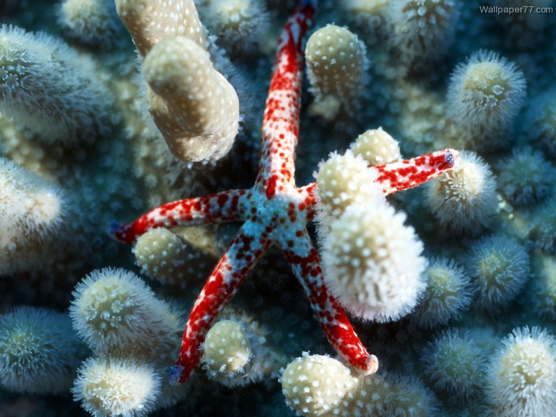 Fondo Red sea star en Fondos de Pantalla 
