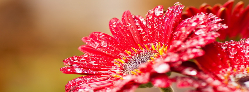 Windows 8 Flower Facebook Cover 