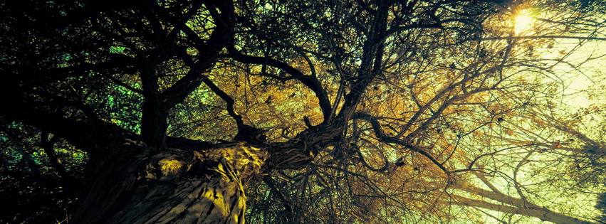 Awesome Tree Facebook Cover 