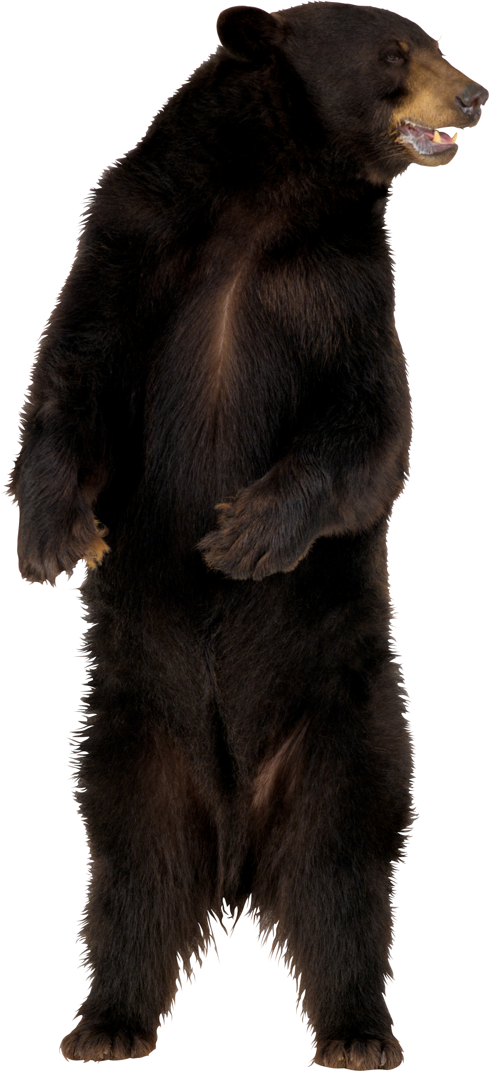 brown bear PNG imagen 