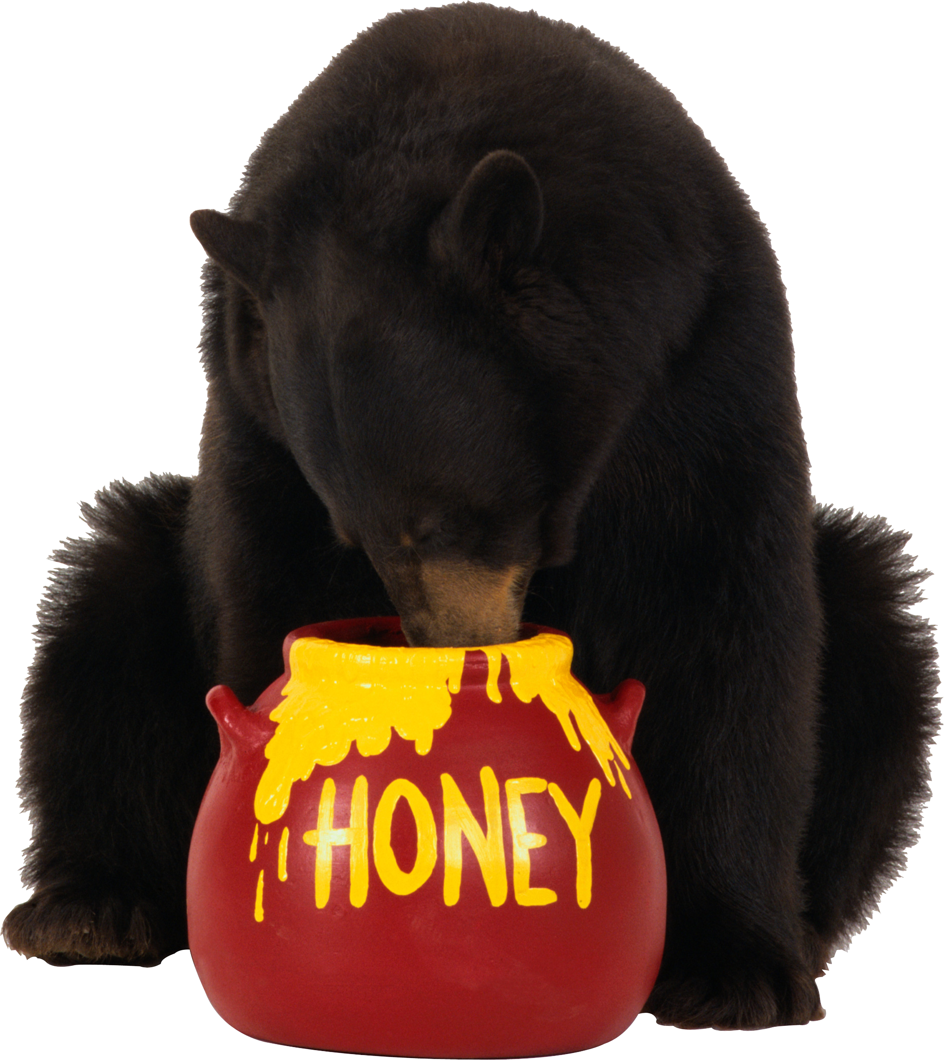 brown bear eats honey PNG imagen 