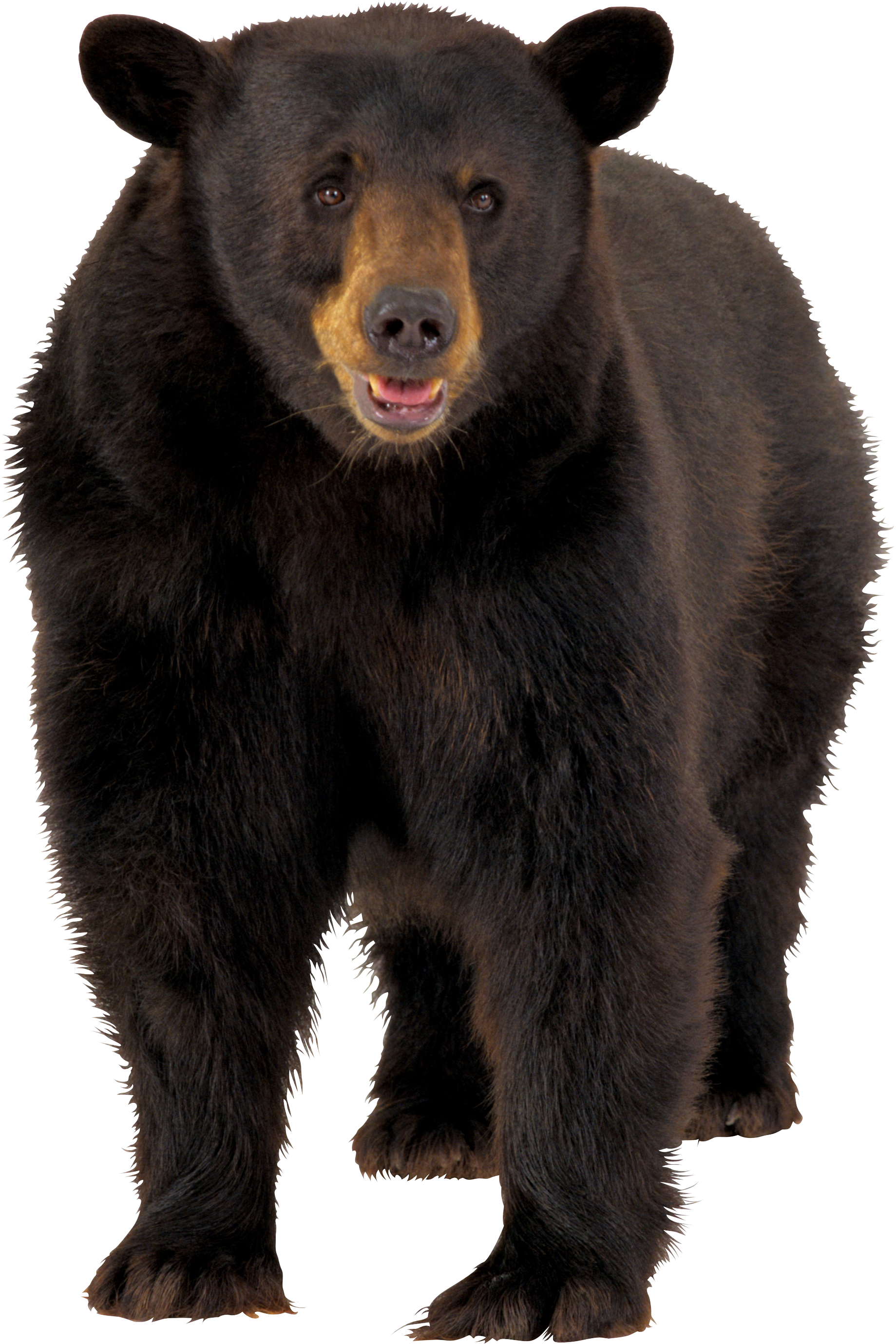 brown bear PNG imagen 